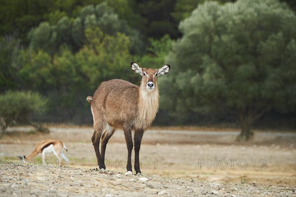 Waterbuck (Kobus defassa) in the dessert, captive, distribution Africa