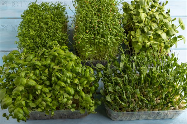 Set of boxes with microgreen sprouts of green basil, pea, cilantro, sunflower, watercress on blue