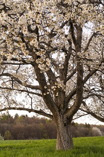 Landscape in spring, partial view of a white blossoming fruit tree in the evening after sunset.