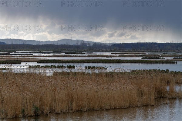 Wetland biotope in the Peene Valley, overwatered meadows, rare habitat for endangered plants and