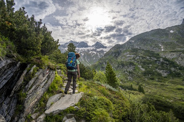Mountaineer on a hiking trail in a picturesque mountain landscape with alpine roses, mountain peak