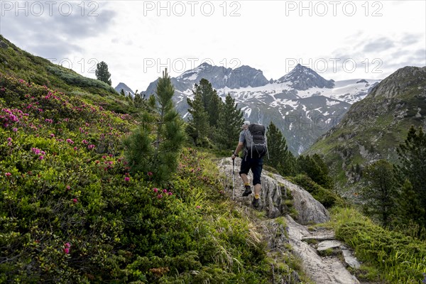 Mountaineer on hiking trail in picturesque mountain landscape with alpine roses, mountain peak