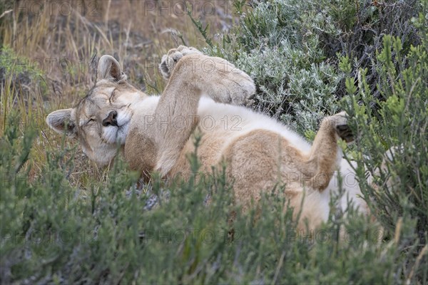 Cougar (Cougar concolor), silver lion, mountain lion, cougar, panther, small cat, lying on its
