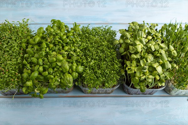 Set of boxes with microgreen sprouts of green basil, pea, cilantro, sunflower, watercress on blue