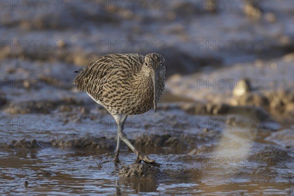 Eurasian curlew (Numenius arquata) adult bird walking on a mudflat, Norfolk, England, United