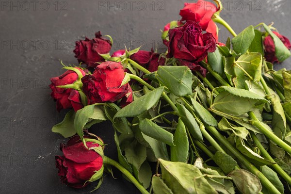 Withered, decaying, roses flowers on black concrete background. top view, flat lay, copy space,