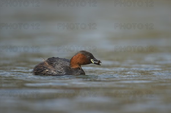 Little grebe (Tachybaptus ruficollis) adult bird feeding on a lake, Derbyshire, England, United