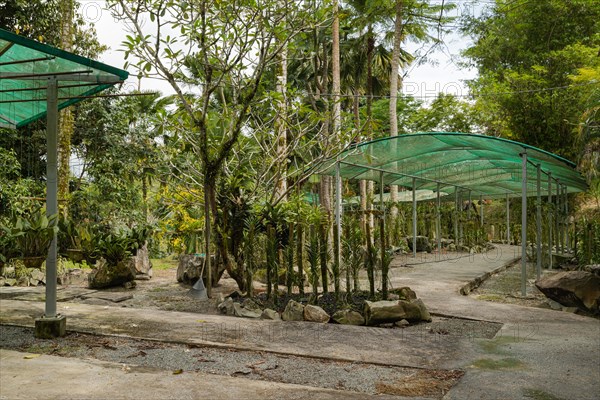 Orchid and bromeliad flower beds in botanical garden, selective focus, copy space, malaysia,