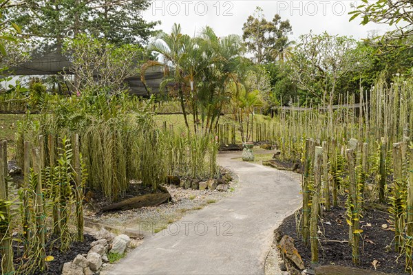 Orchid and bromeliad flower beds in botanical garden, selective focus, copy space, malaysia,