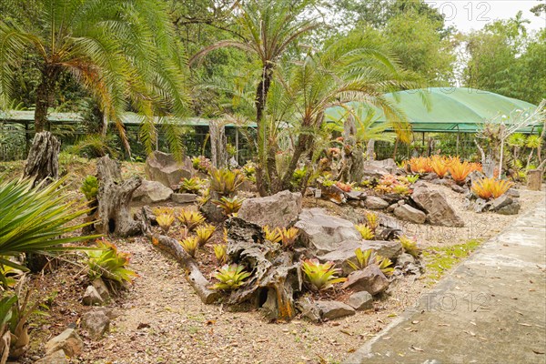 Orchid and bromeliad flower beds in botanical garden, selective focus, copy space, malaysia,