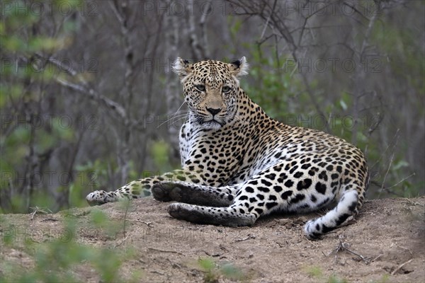 Leopard (Panthera pardus), adult, observed, alert, lying, on ground, Sabi Sand Game Reserve, Kruger