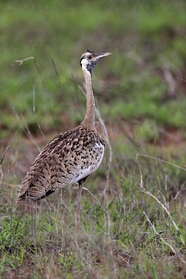 Red-crested Bustard, (Lophotis ruficrista), adult, foraging, vigilant, Kruger National Park, Kruger