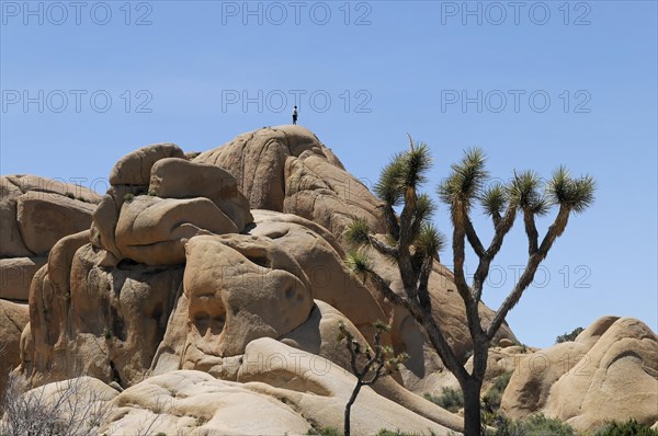 Monzogranite formations, Joshua Tree National Park, Palm Desert, Southern California, USA, North