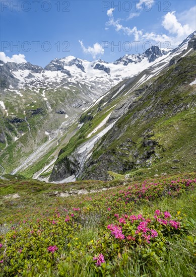 Picturesque mountain landscape with blooming alpine roses, behind mountain peak Grosser Loeffler