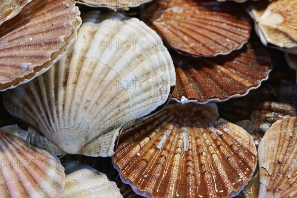 Scallops, Campo de la Pescaria fish market, Rialto market, San Polo neighbourhood, Venice, Veneto,