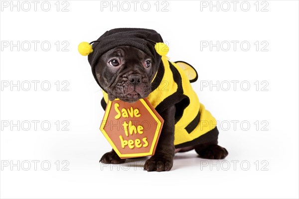 Cute black French Bulldog dog puppy dressed up with bee costume and 'Save the bees' sign on white