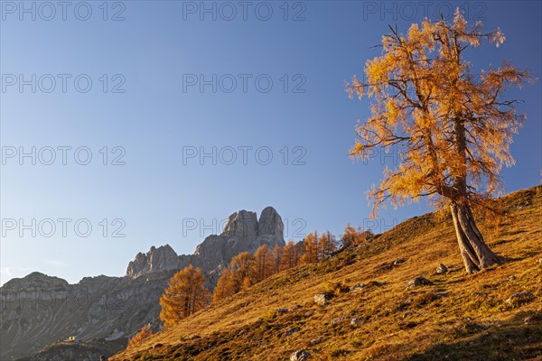 Autumn-coloured larch at sunset in front of a mountain peak, Bischofsmuetze in the background,