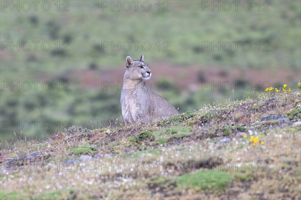 Cougar (Cougar concolor), silver lion, mountain lion, cougar, panther, small cat, Torres del Paine