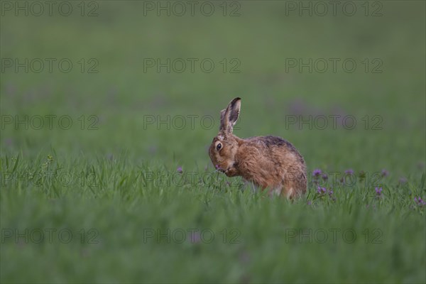 Brown hare (Lepus europaeus) adult animal washing its front foot in a cereal crop with Red-dead
