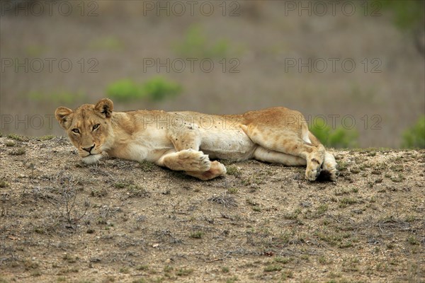 Lion (Panthera leo), adult, female, lying, resting, Sabi Sand Game Reserve, Kruger National Park,