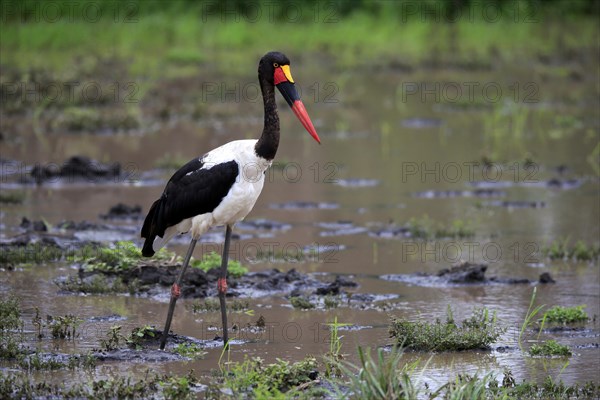 Saddle-billed stork (Ephippiorhynchus senegalensis), adult, foraging, in the water, Kruger National
