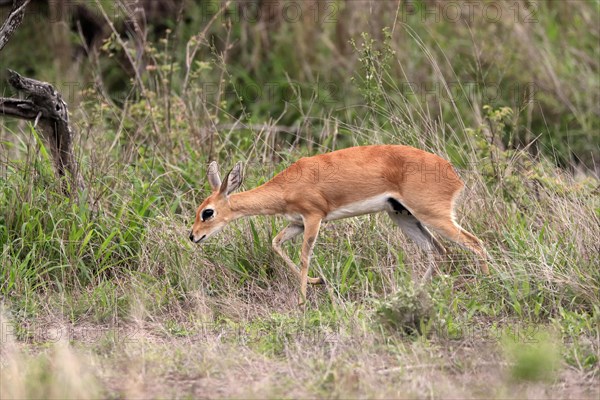 Steenbok (Raphicerus campestris), adult, female, foraging, running, dwarf antelope, Kruger National