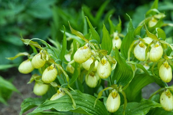 Beautiful orchid flowers of yellow color with green leaves in the garden. Lady's-slipper hybrids.