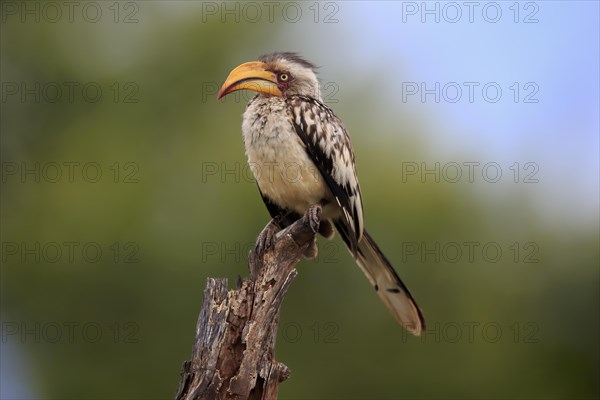 Southern yellow-billed hornbill (Tockus leucomelas), adult, in perch, Kruger National Park, Kruger