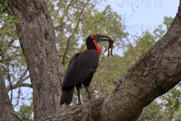 Southern ground hornbill (Bucorvus leadbeateri), adult, feeding, with prey, on tree, Kruger