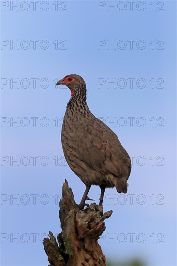 Swainson's spurfowl (Pternistis swainsonii), adult, perch, Kruger National Park, Kruger National