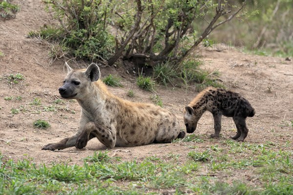 Spotted hyena (Crocuta crocuta), adult, juvenile, mother with juvenile, social behaviour, Sabi Sand