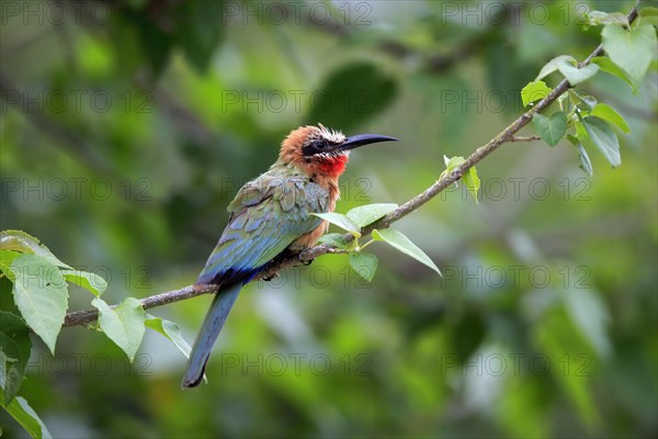 White-fronted bee-eater (Merops bullockoides), adult, on wait, Kruger National Park, Kruger