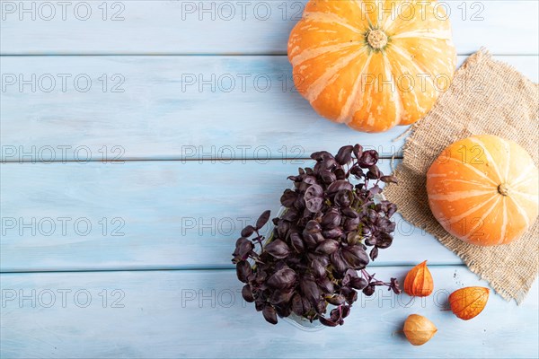 Microgreen sprouts of purple basil with pumpkin on blue wooden background. Top view, flat lay, copy