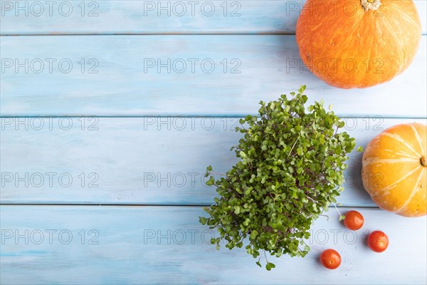 Microgreen sprouts of kohlrabi cabbage with pumpkin on blue wooden background. Top view, flat lay,