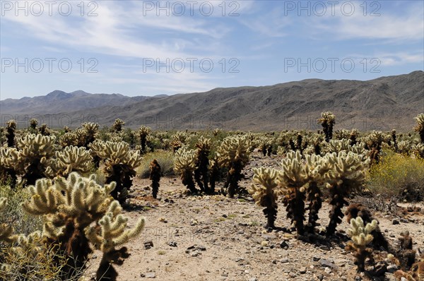 Joshua trees (Yucca brevifolia), Joshua Tree National Park, Palm Desert, Southern California, USA,