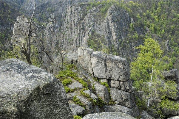 View of rocks and trees in the Bode Valley from the Hexentanzplatz, view of the Rosstrappe, steep