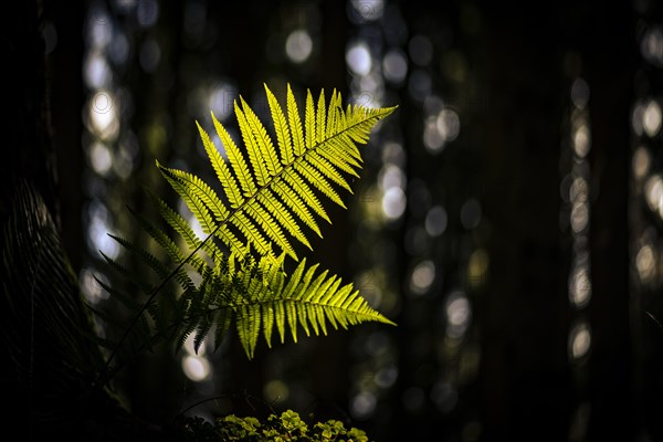 Fern (Polypodiopsida) backlit with forest in the background, Mindelheim, Unterallgaeu, Bavaria,