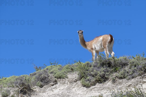 Guanaco (Llama guanicoe), Huanako, Torres del Paine National Park, Patagonia, End of the World,