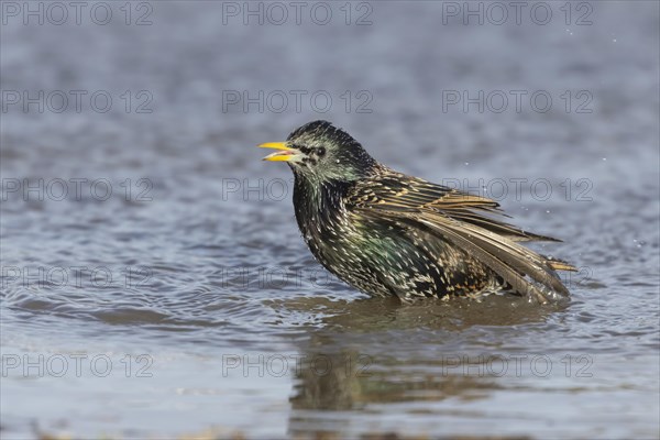 European starling (Sturnus vulgaris) adult bird bathing in a shallow puddle, Dorset, England,