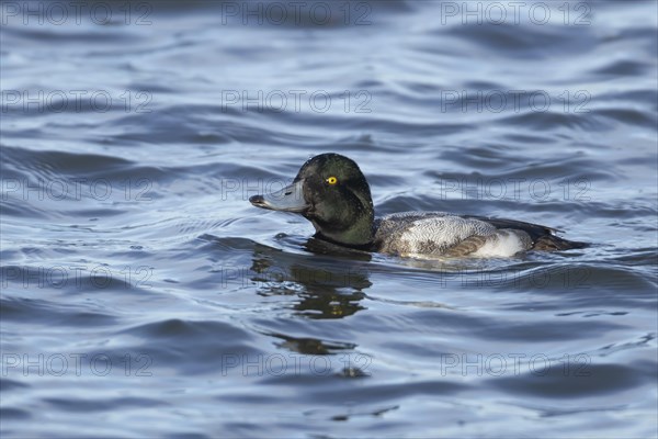 Scaup duck (Aythya marila) adult male bird on a lake, Cambridgeshire, England, United Kingdom,