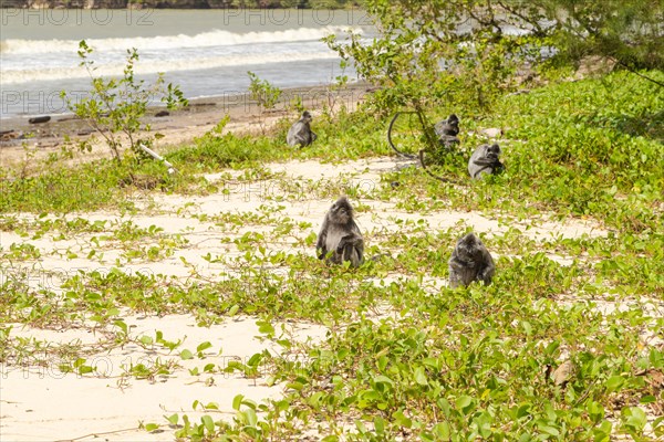 Silvery lutung or silvered leaf langur monkey (Trachypithecus cristatus) in Bako national park,