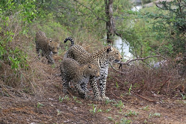 Leopard (Panthera pardus), adult, cubs, group, running, stalking, Sabi Sand Game Reserve, Kruger