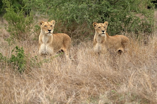 Lion (Panthera leo), adult, female, two females, vigilant, Sabi Sand Game Reserve, Kruger National