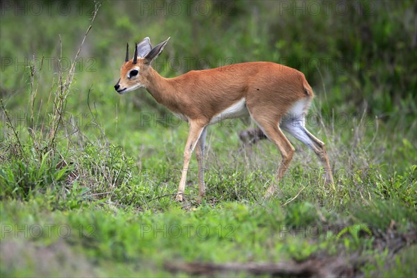 Steenbok (Raphicerus campestris), adult, male, foraging, vigilant, dwarf antelope, Kruger National
