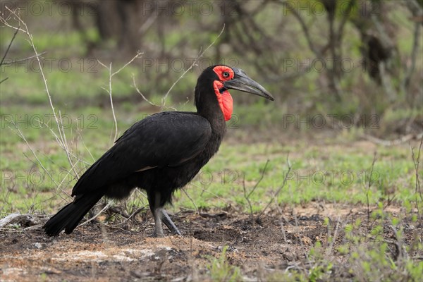 Southern ground hornbill (Bucorvus leadbeateri), adult, foraging, alert, Kruger National Park,