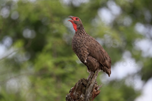 Swainson's spurfowl (Pternistis swainsonii), adult, on wait, calling, Kruger National Park, Kruger