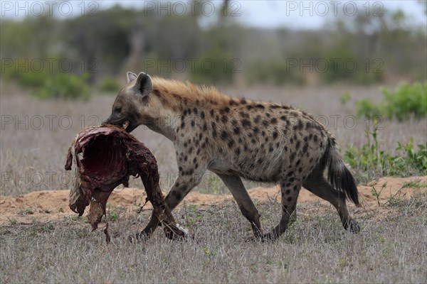Spotted hyena (Crocuta crocuta), adult, with prey, carrying prey, running, Sabi Sand Game Reserve,