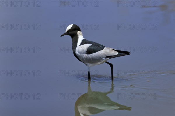 Black-headed Lapwing, (Vanellus armatus), adult, in water, foraging, alert, Kruger National Park,