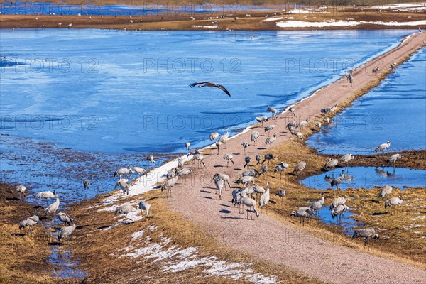 Flock of cranes (grus grus) on a dirt road by a flooded lake in spring, Hornborgasjoen, Sweden,