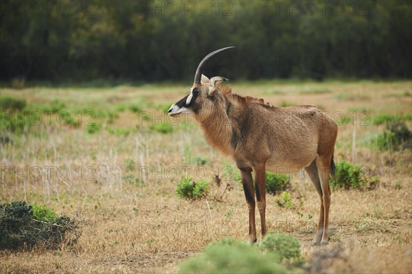 Roan Antelope (Hippotragus equinus) in the dessert, captive, distribution Africa